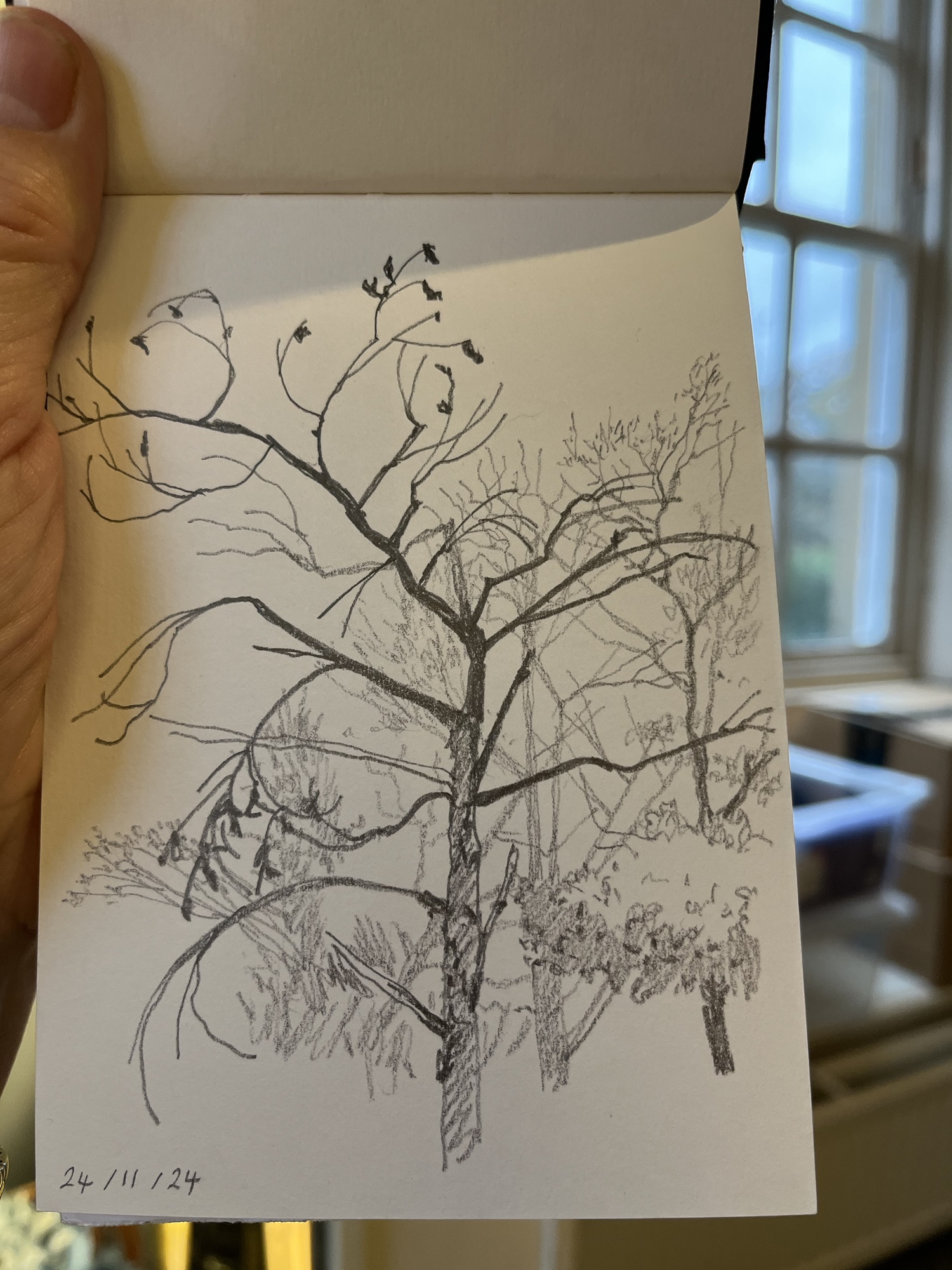 24th November 2024 | Jean a drawing a day